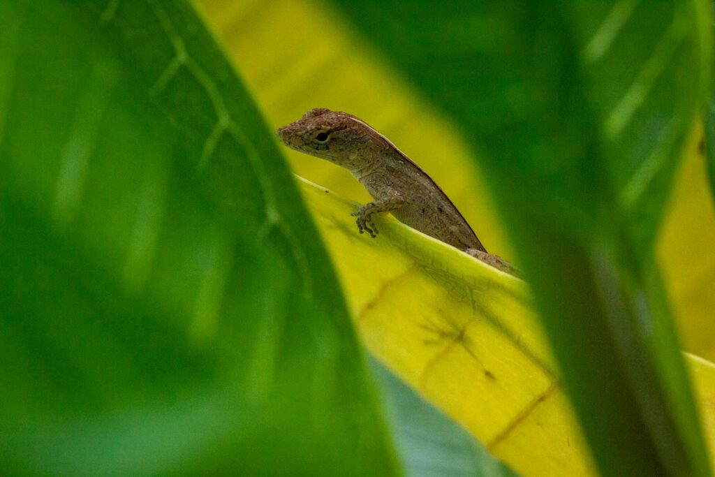 brown lizard