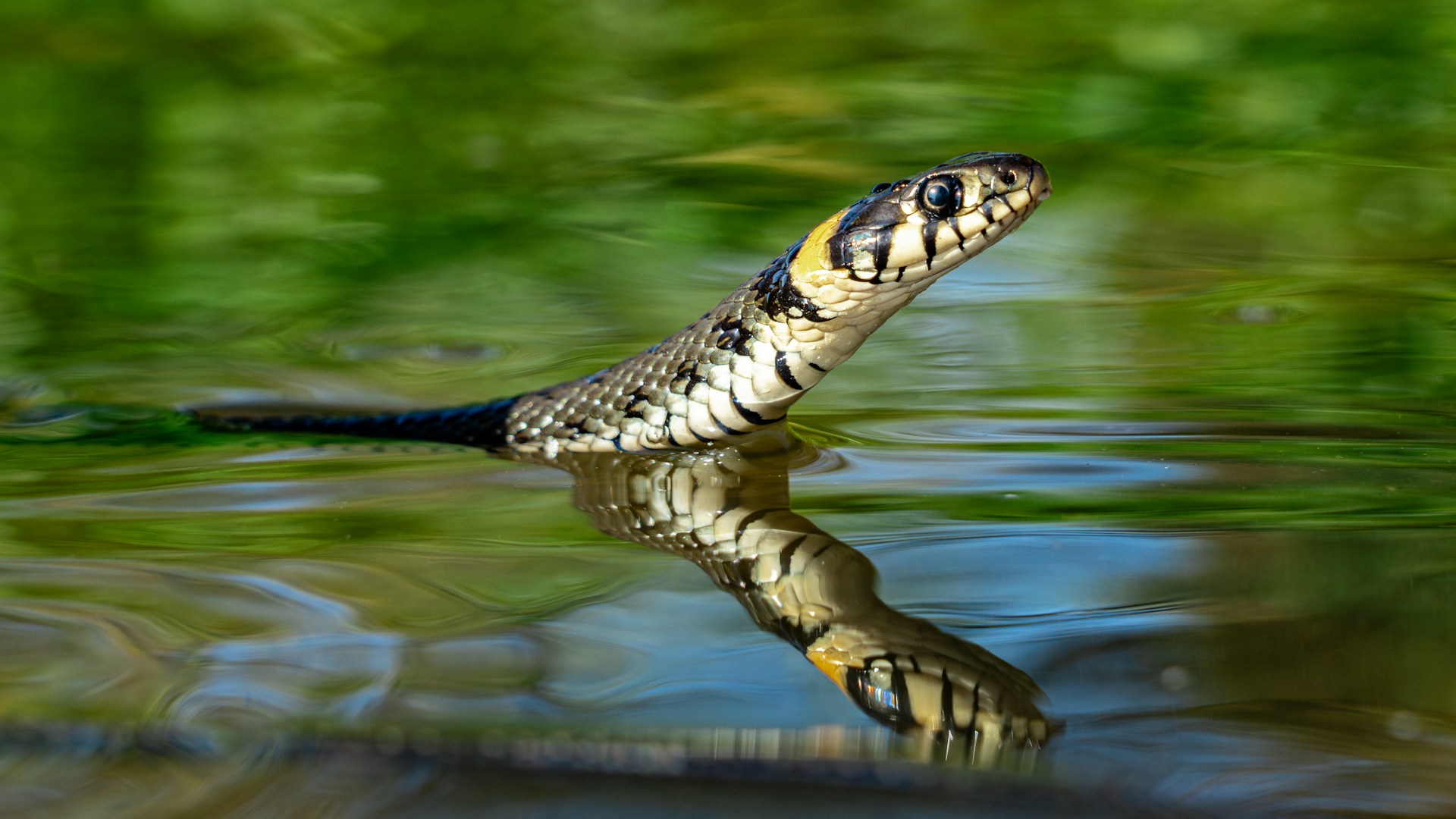 Snake swims, casting a reflection on the calm water below.