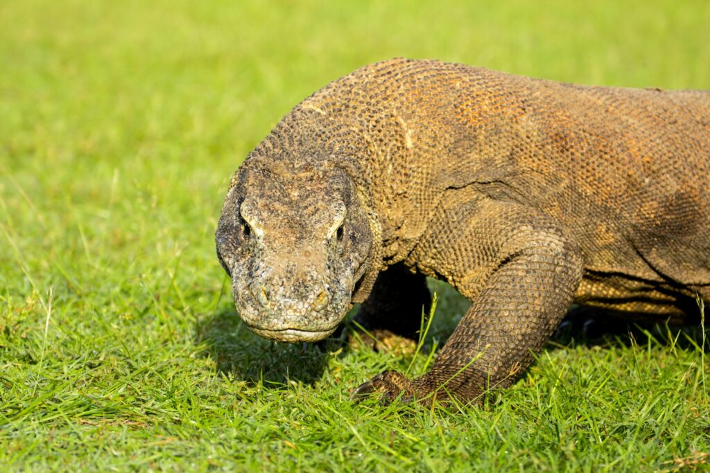 a large tortoise walking on grass
