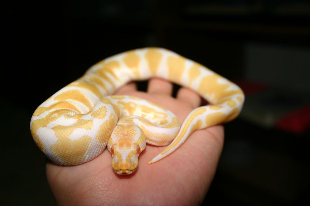 The Most Expensive Exotic Reptiles in the Pet Trade