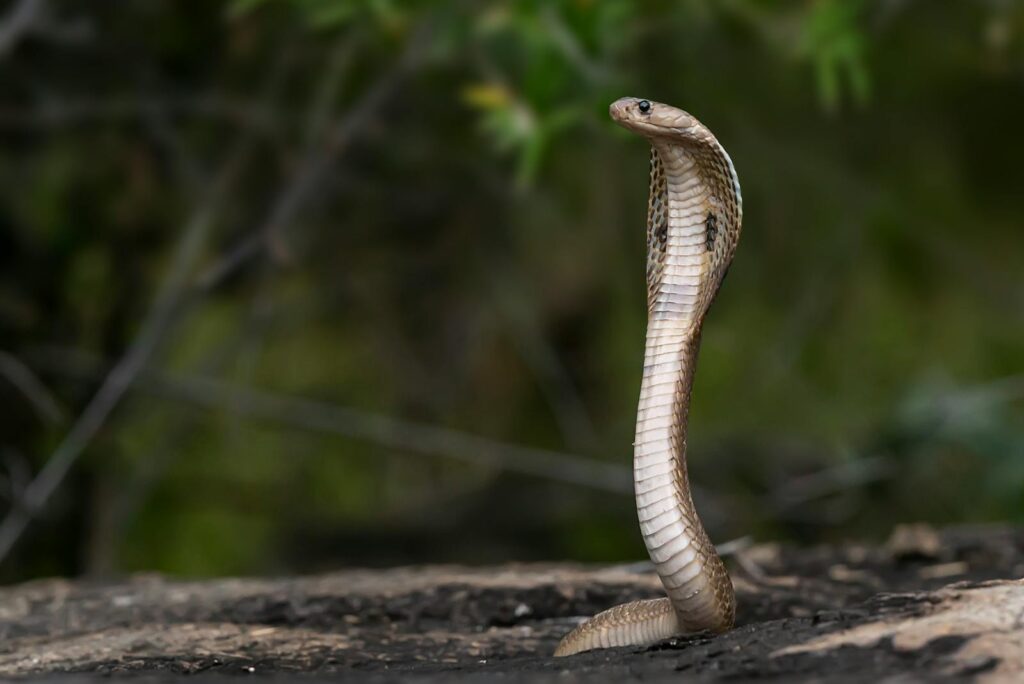 Indian cobra poised alert in wild habitat, showcasing wildlife beauty and danger.