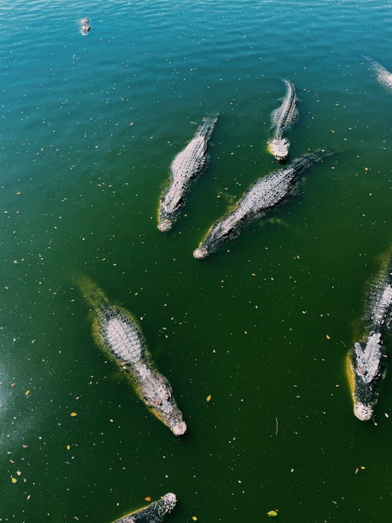 Multiple saltwater crocodiles swimming in a green lake, showcasing their natural habitat.