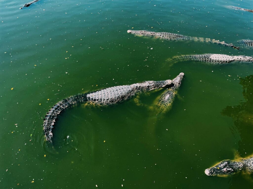 Crocodiles swimming in green water, captured from above, showcasing wildlife behavior.