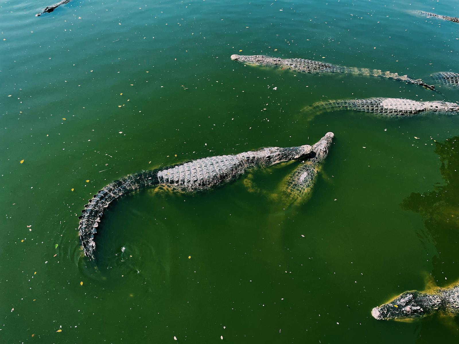 Crocodiles swimming in green water, captured from above, showcasing wildlife behavior.