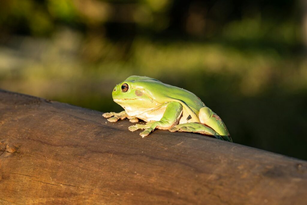 Detailed image of a green tree frog resting on a wooden log in natural sunlight.