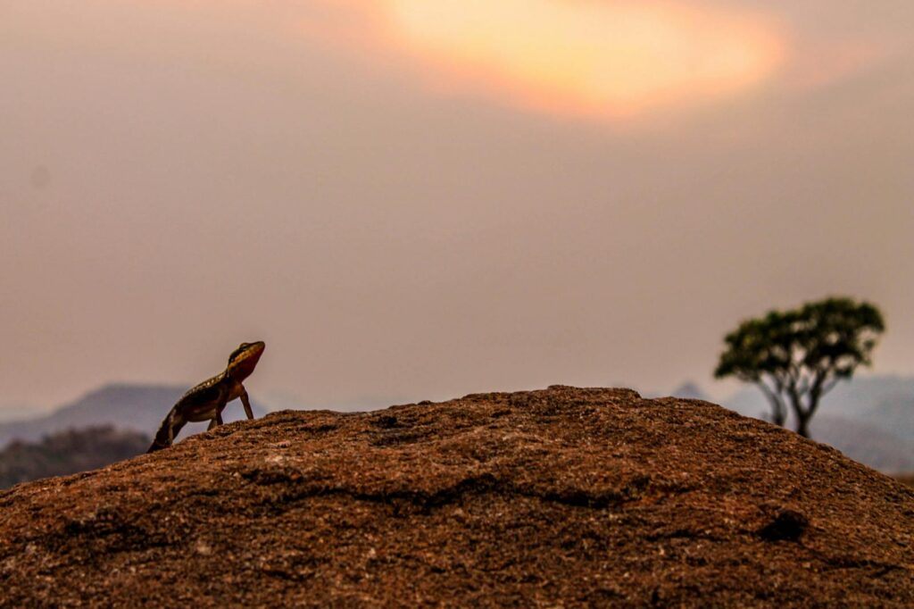 A vibrant lizard poised on a rock with a dramatic sunset in the background.
