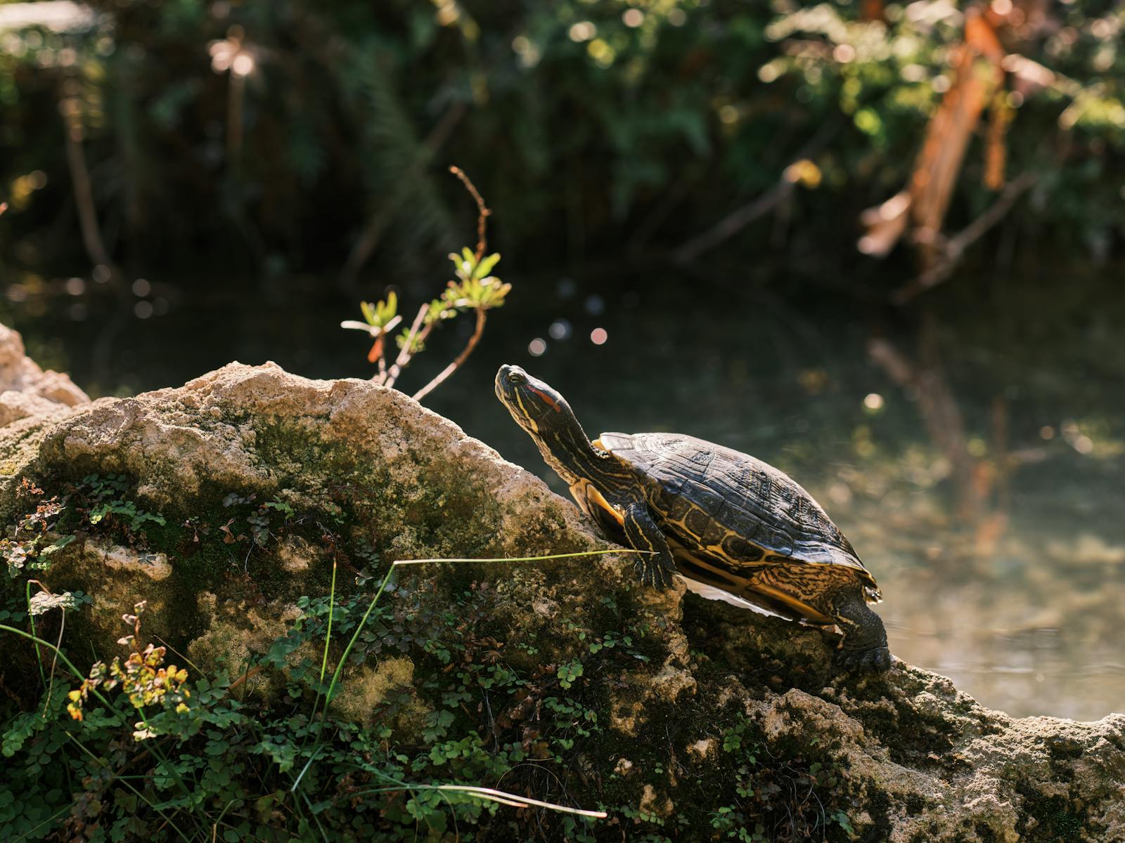 A red-eared slider turtle basking on a rock by a tranquil pond in nature.