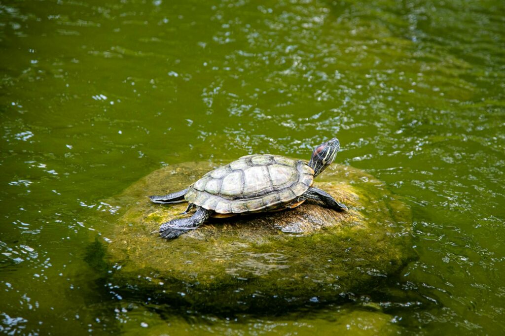 Close-up of a Red-eared Slider turtle basking on a rock in a pond in Singapore.