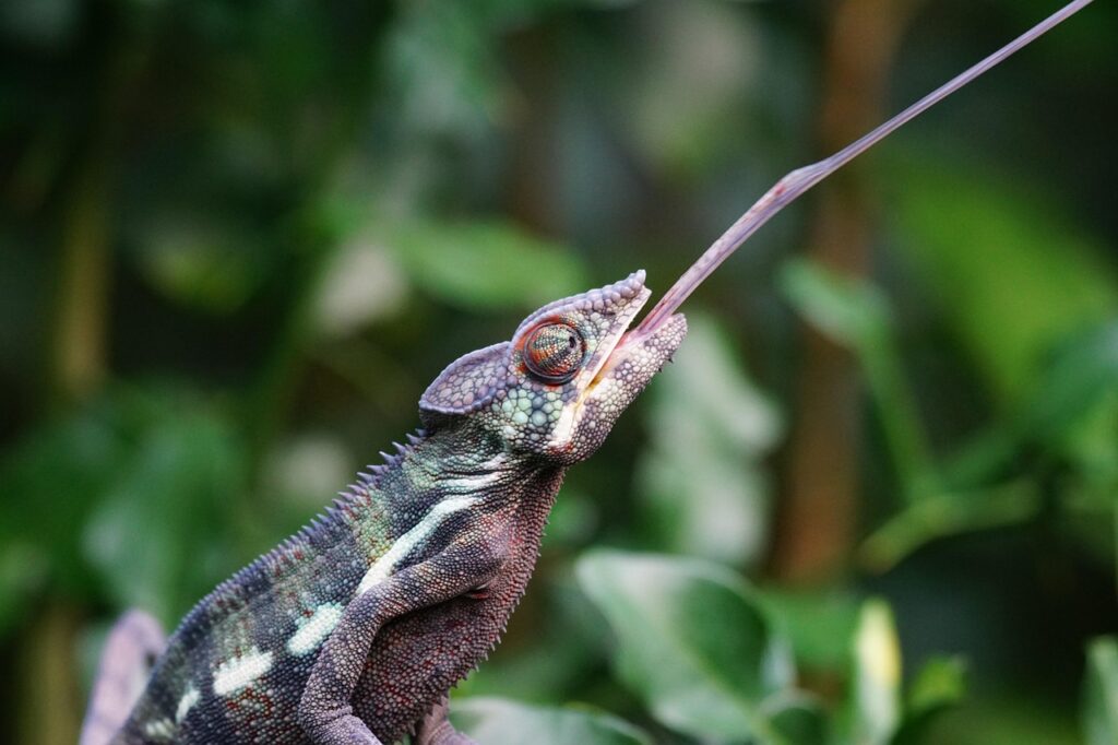 chameleon, panther chameleon, schuppenkriechtier, wolf down, tropics, reptile, chameleon, chameleon, chameleon, chameleon, chameleon