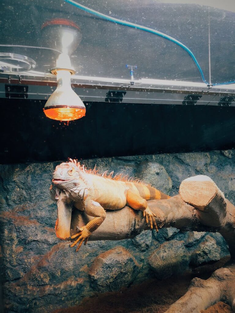Close-up of a captive iguana basking under a heat lamp on a branch.