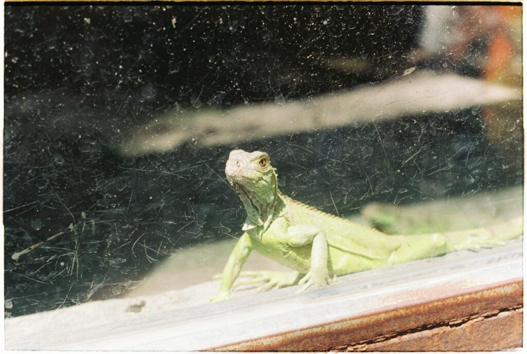 Photograph of a green iguana basking behind scratched glass on a sunny day.