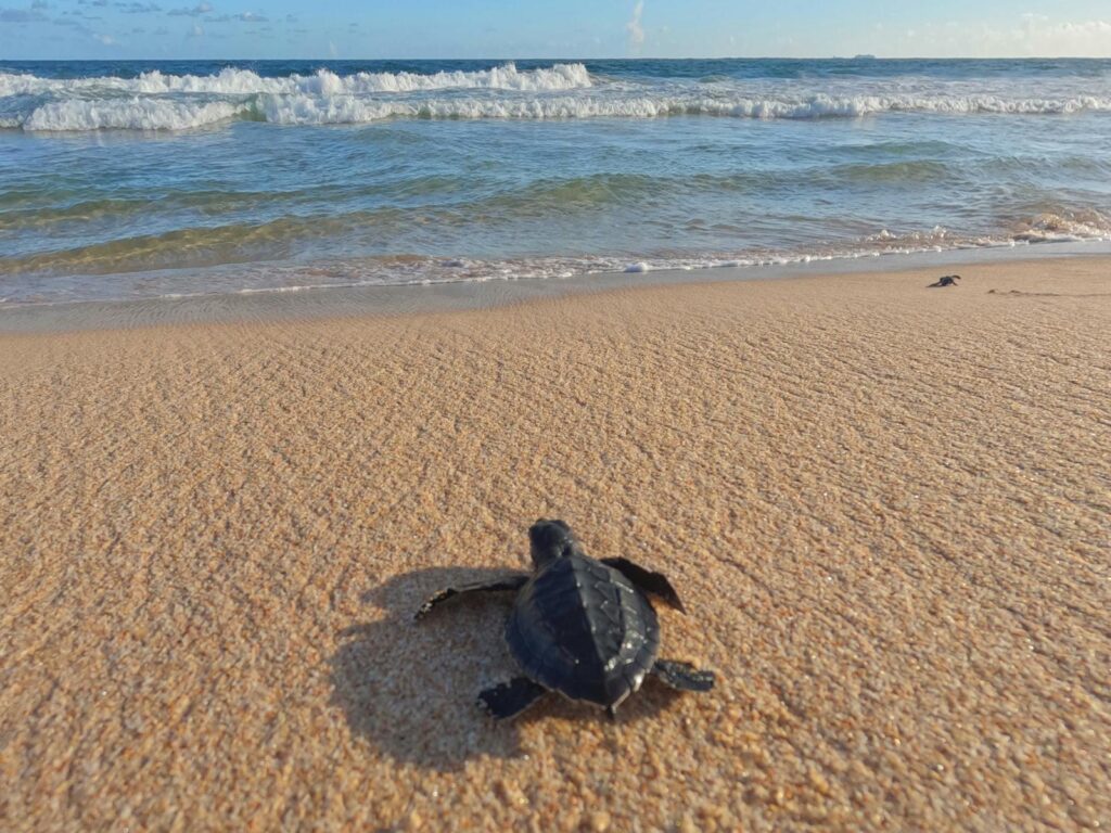 A baby sea turtle makes its way to the ocean on a sunny beach day.