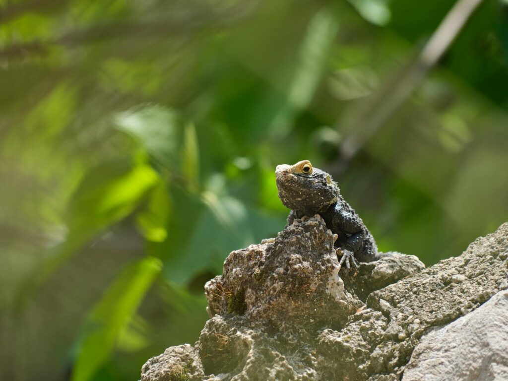 A close-up of an agama lizard basking on a rock surrounded by greenery outdoors.