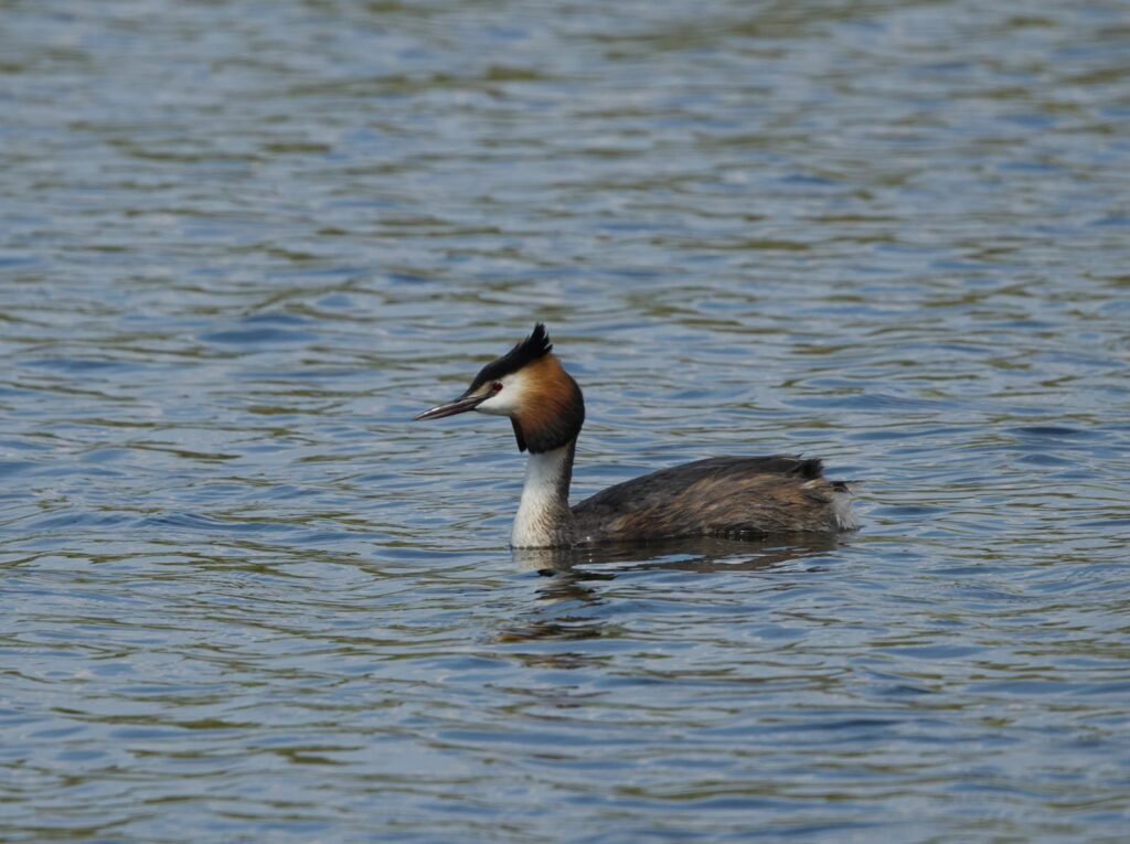 A Great Crested Grebe in detail, floating on the tranquil waters of a lake.
