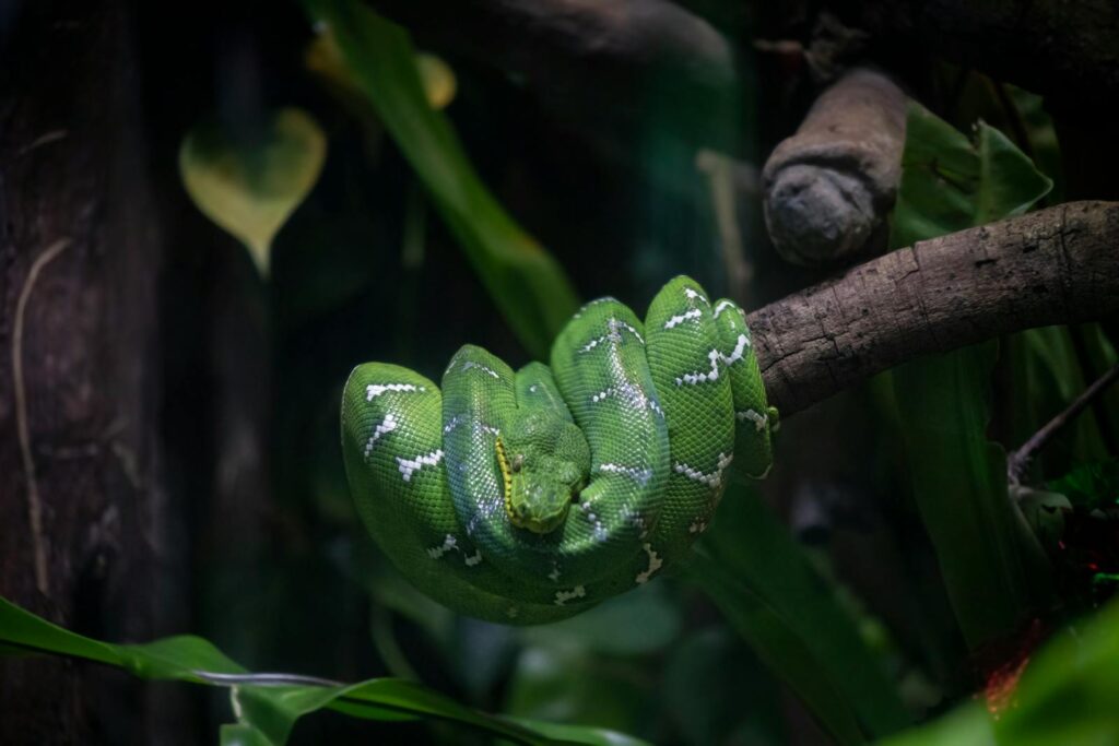 Emerald Tree Boa coiled on branch, deep in rainforest setting.
