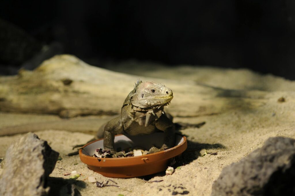 Iguana eating in a sandy, rocky enclosure, depicting life in captivity.