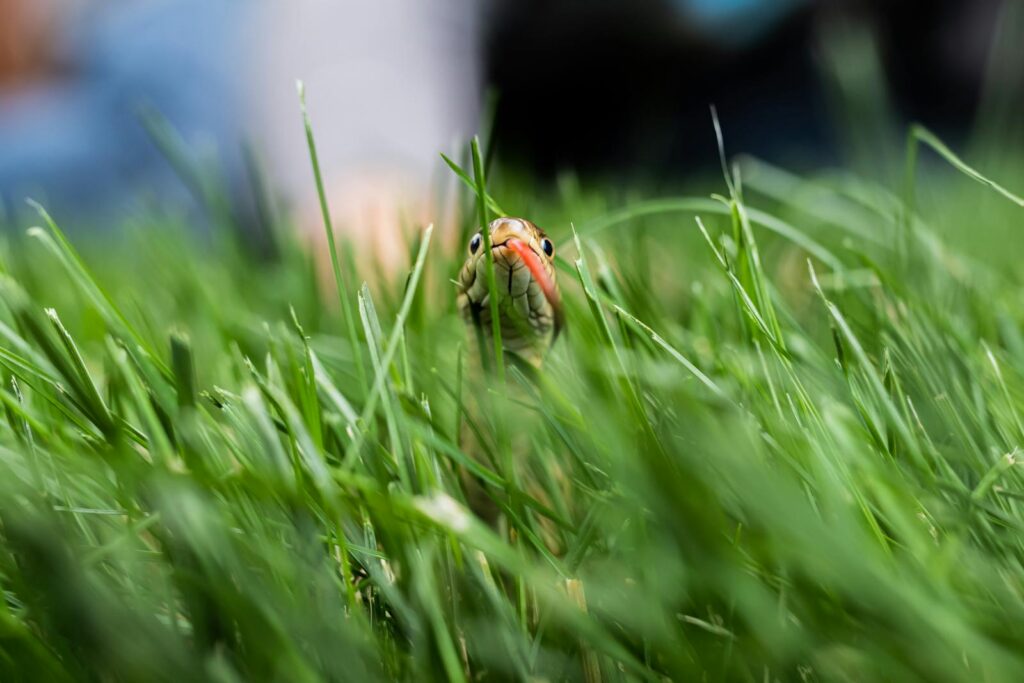A vibrant image showcasing a snake peering through lush grass with blurred background.