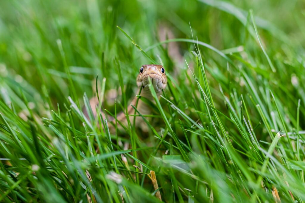 A snake peering through fresh green grass, showcasing its natural habitat.