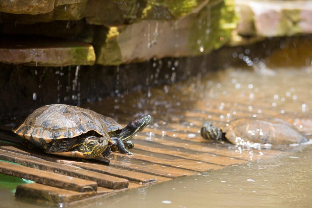Group of turtles basking on a wooden platform under a waterfall in Santo Antônio do Pinhal, Brazil.