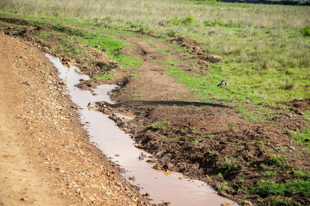 A snake slithering through a muddy path in Nairobi, Kenya.