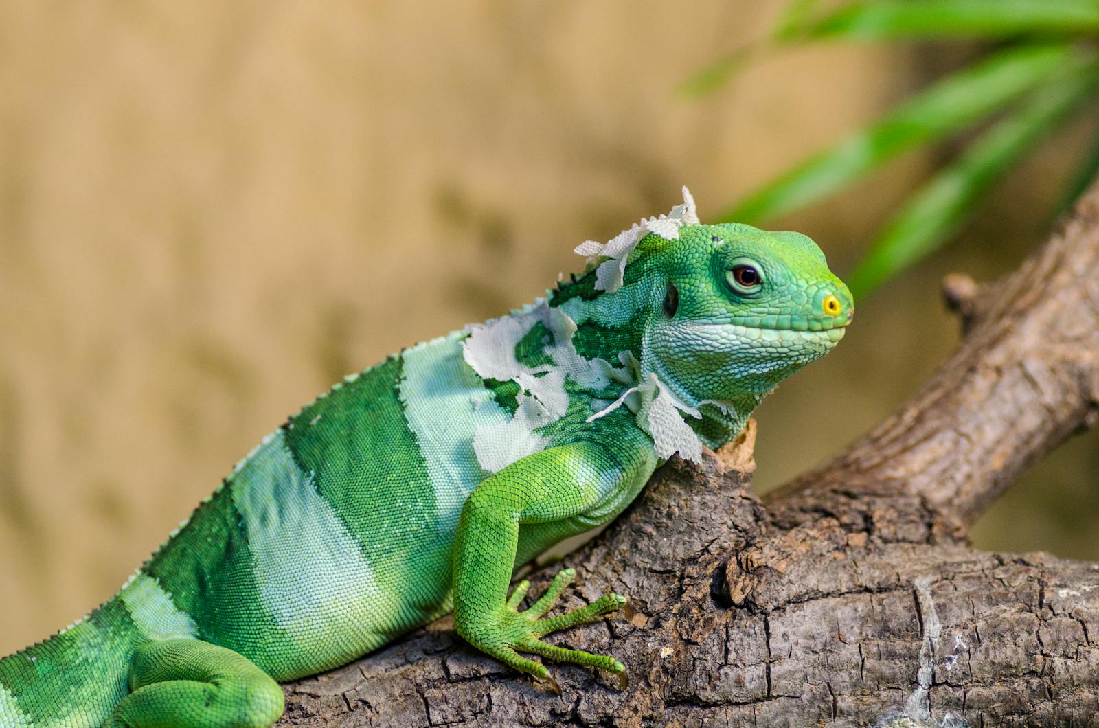 Close-up of a green iguana shedding skin, perched on a tree branch outdoors.