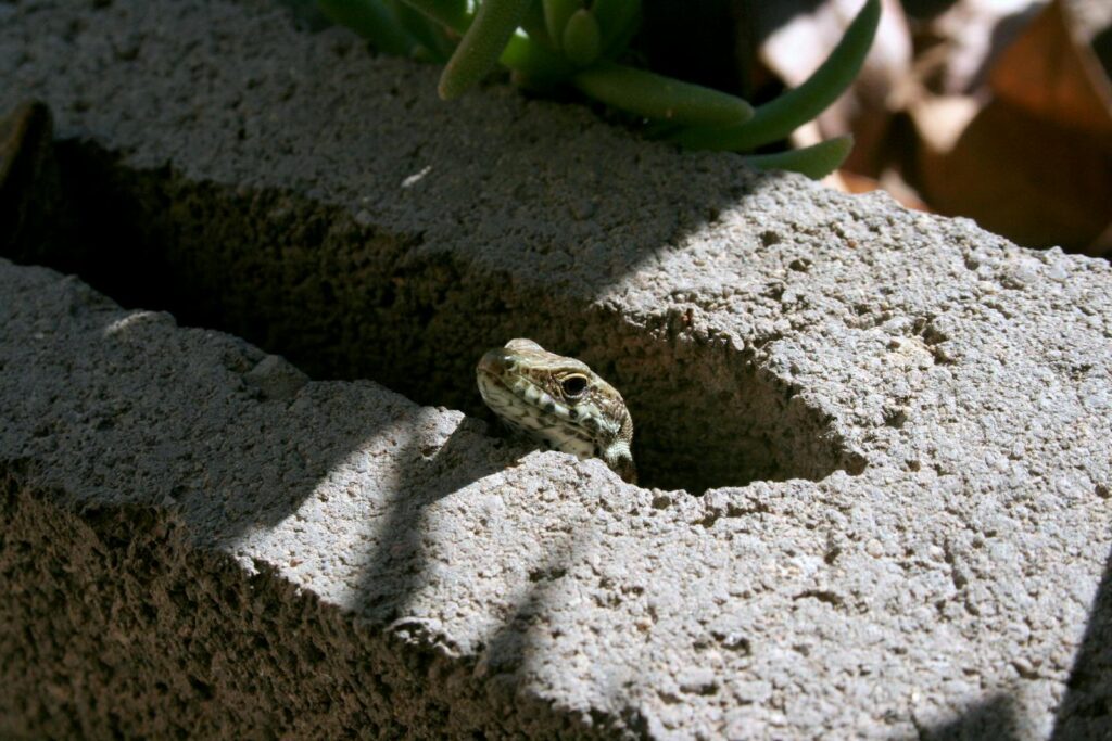 A common wall lizard emerges from a brick crevice, catching sunlight in an outdoor scene.