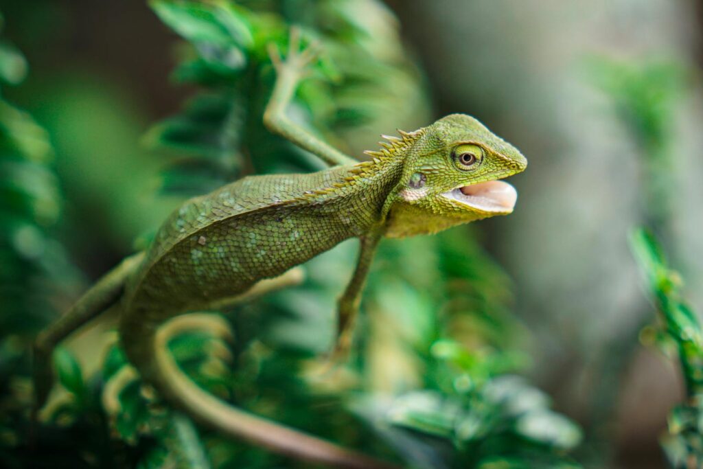 Vibrant green chameleon blending with lush foliage, showcasing its exotic features.
