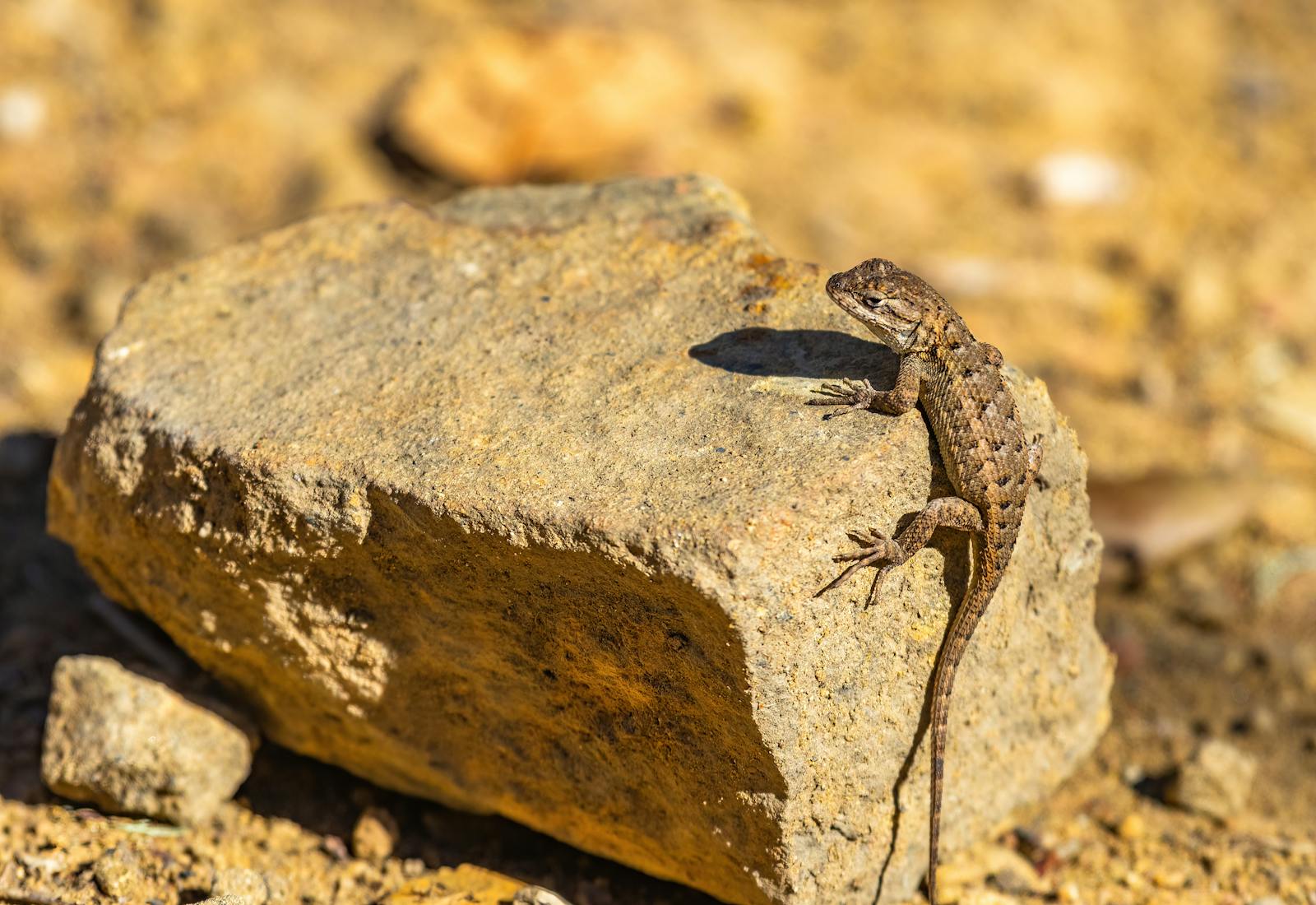Why Desert Reptiles Are Struggling to Survive in an Increasingly Hot World