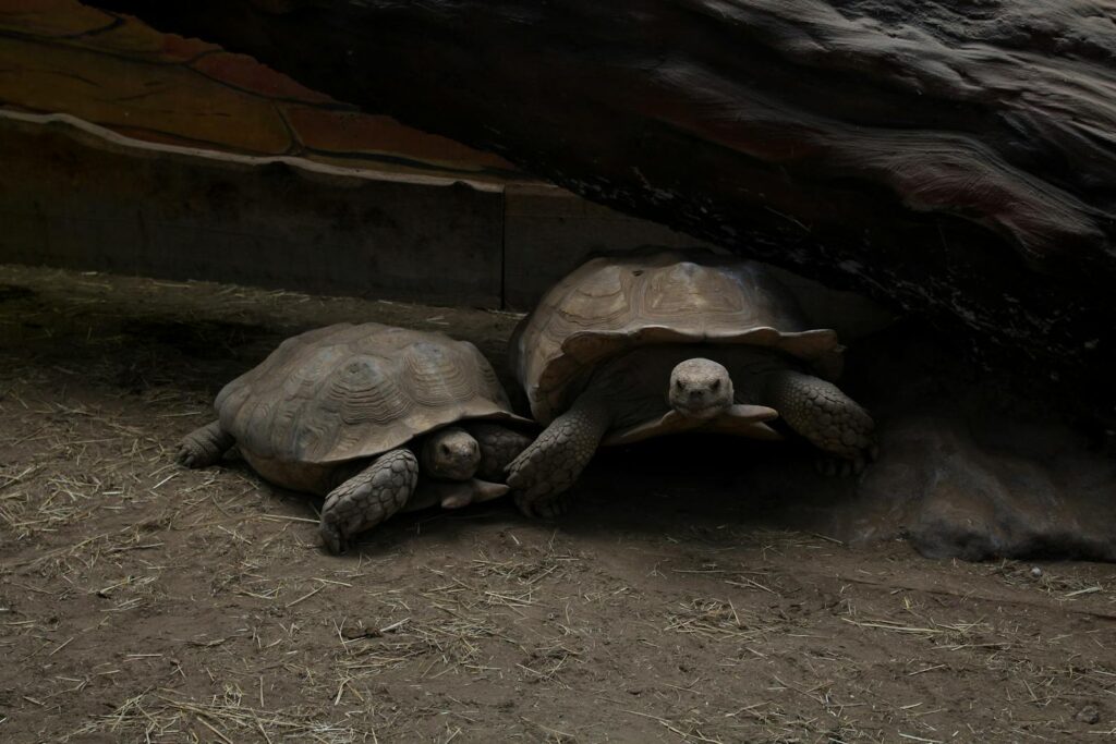 Two Aldabra giant tortoises resting in a shaded enclosure.