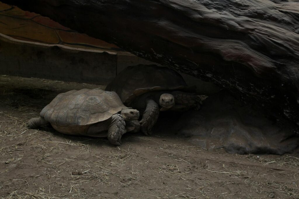 Two tortoises hiding under a large rock, showcasing their natural behavior in a serene habitat.