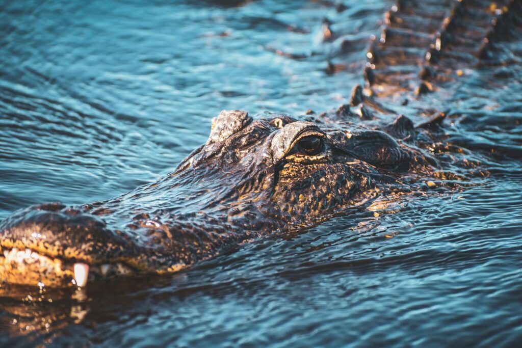 A detailed close-up of a swimming alligator showcasing its scales and snout in natural habitat.