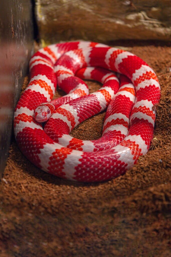 Close-up of a striking red and white milk snake showing beautiful patterns.