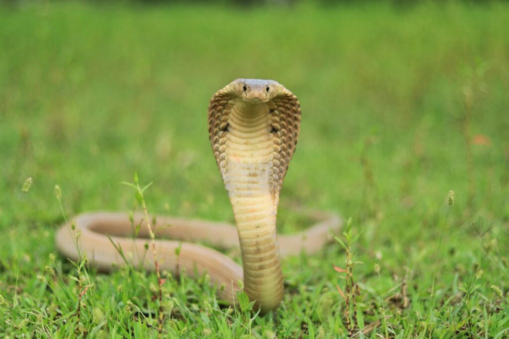 Intense close-up of a king cobra (Ophiophagus hannah) in a grassy field.