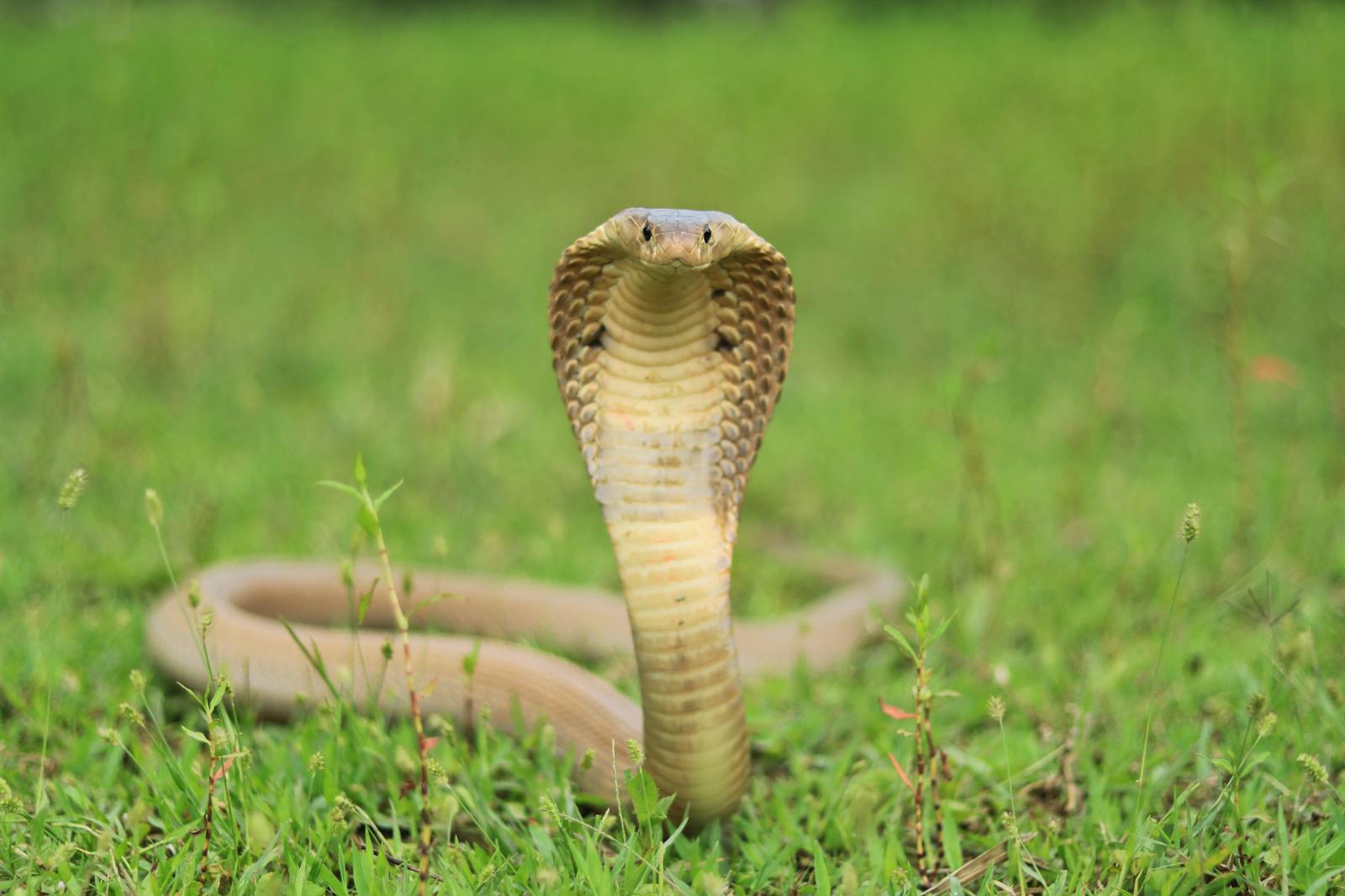 Intense close-up of a king cobra (Ophiophagus hannah) in a grassy field.