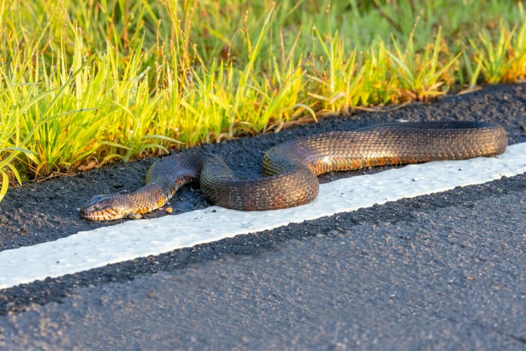 A snake slithers across a road in Sudbury, MA. Morning sunlight enhances the textures.