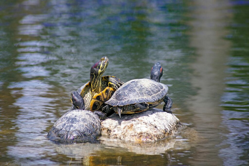 Group of turtles basking on a rock in a freshwater setting, showcasing wildlife behavior.