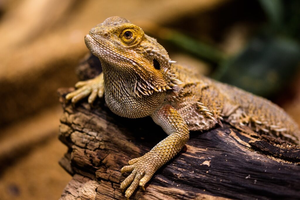 lizard, reptile, dragon, stone, scales, bearded dragon, close up, agame, nature, animal, animal world, wildlife, wildlife photography