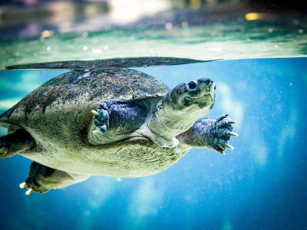 tortoise, water turtle, water, swim, nature, zoo, tank