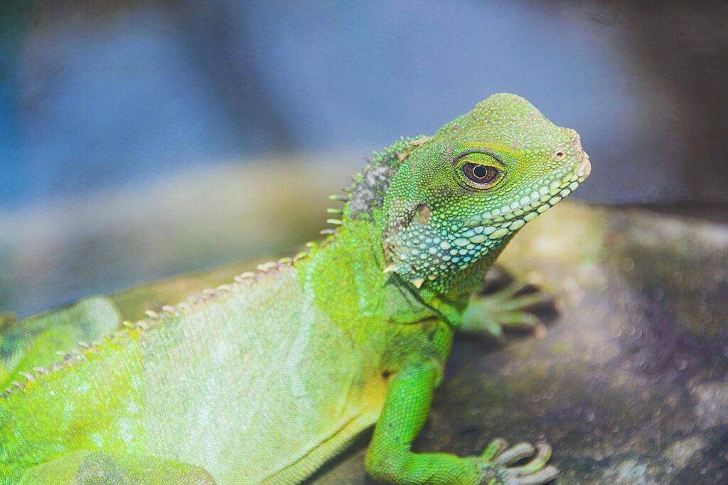 An exotic green lizard basking in natural light, showcasing vibrant scales.