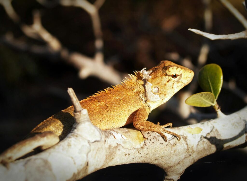 Detailed macro shot of a chameleon blending into a tree branch, showcasing its exotic reptilian features.