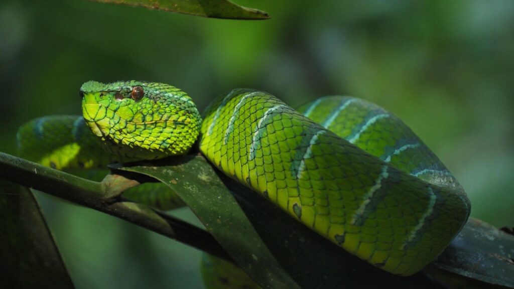 snake, trimeresus subannulatus, trimeresus, viper, nature, fauna, savage, toxic, animal, animals, reptile, wildlife, snake, snake, snake, snake, snake, viper, viper, viper, viper