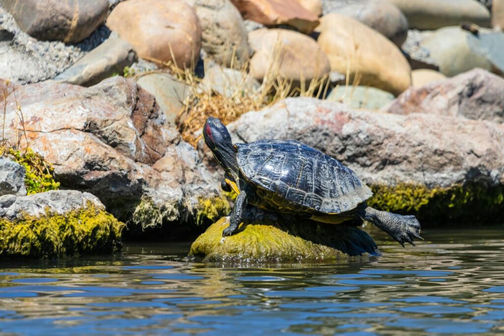A turtle rests on rocks by the water, surrounded by moss and sunlight.