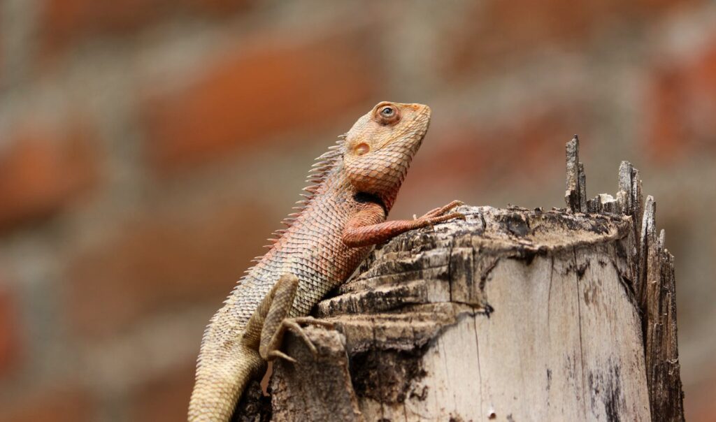 Detailed close-up image of a vibrant lizard perched on a tree trunk in its natural setting.