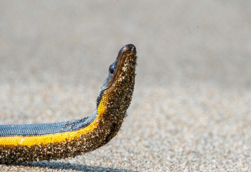 A detailed shot of a sea snake covered in sand, showcasing its intricate scales.