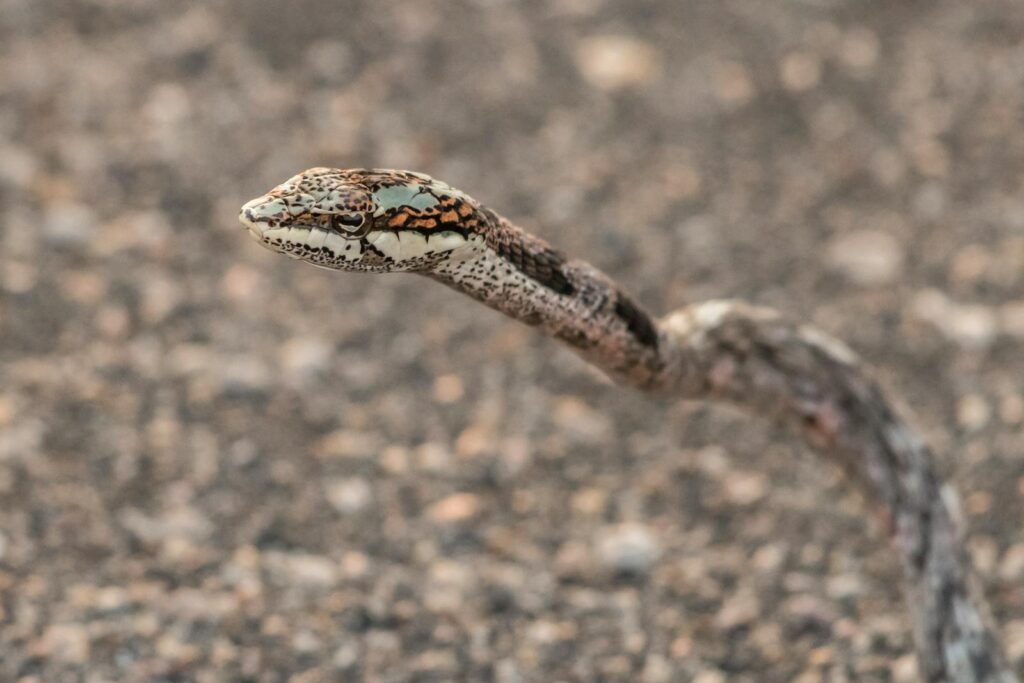 Detailed close-up of a twig snake showcasing its unique camouflaged pattern in natural habitat.
