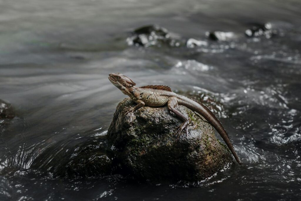 Common basilisk lizard resting on a water-worn rock surrounded by flowing stream water.