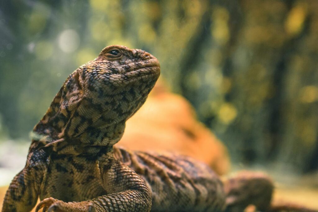 A vivid close-up of a leopard gecko showcasing its textured scales and natural habitat.