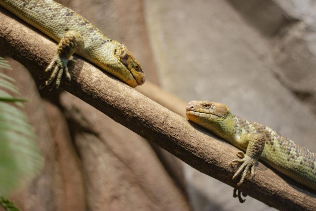 Two lizards resting on a branch in a natural setting. Perfect for nature photography enthusiasts.