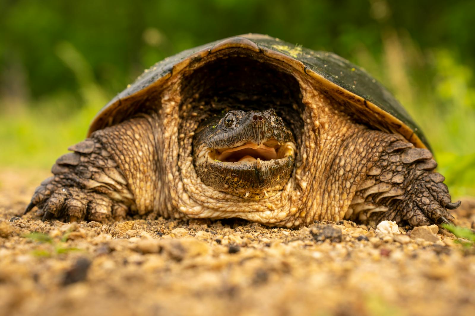 The Most Aggressive Turtle Species – Handle With Care