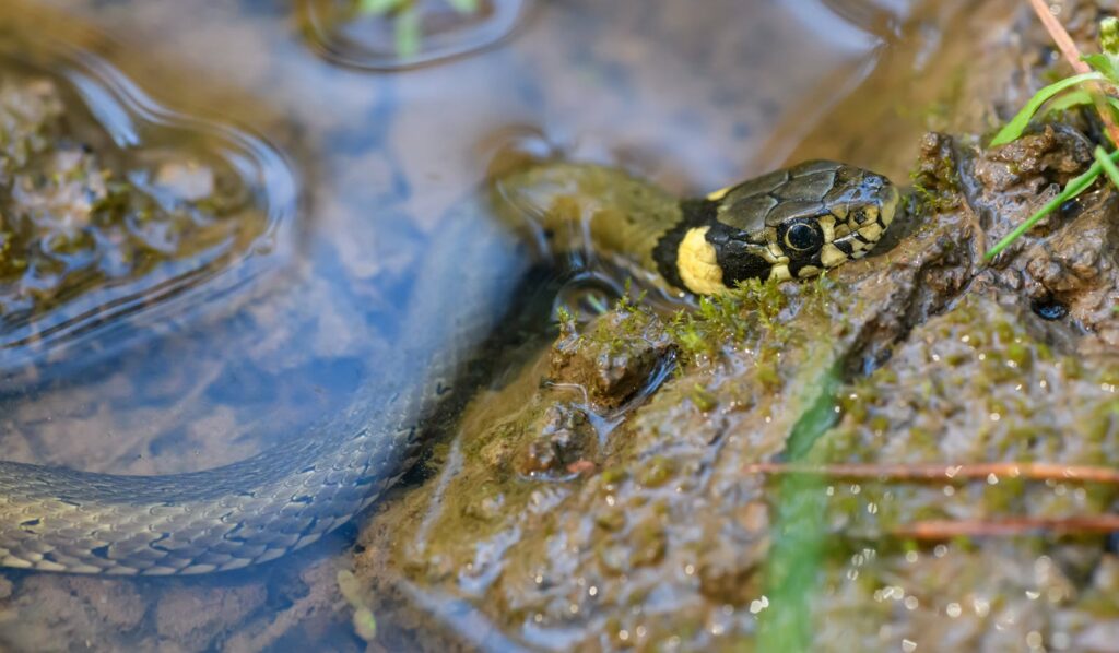A detailed view of a grass snake partially submerged in water, showing its head and surrounding environment.